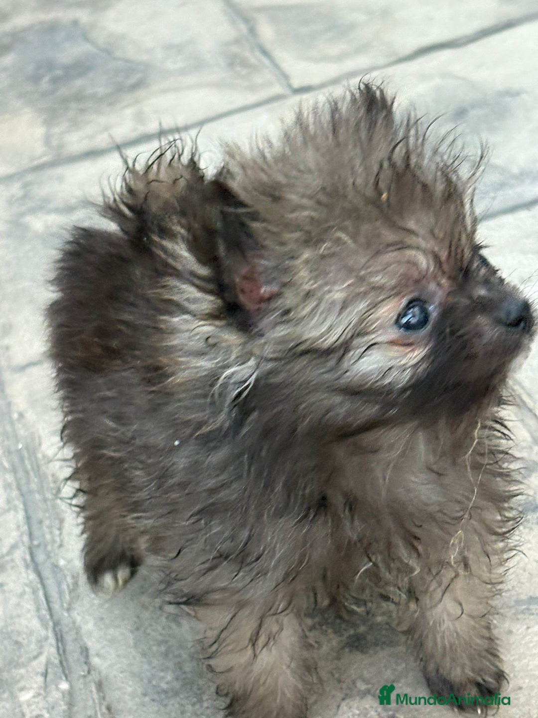 Pomerania perros en venta: Poo pomerania MICRO TOY  - Imagen 16