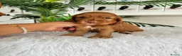 Cocker Spaniel Inglés perros en venta: COCKER HEMBRA - Anuncio 5
