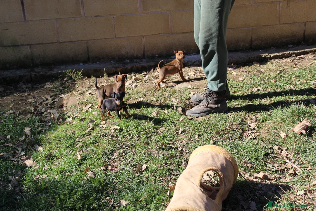 Pinscher Miniatura perros en venta: Pinscher miniatura  - Anuncio 1