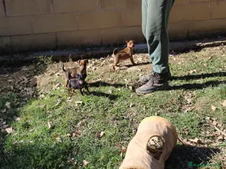 Pinscher Miniatura perros Pinscher miniatura - Anuncio 1