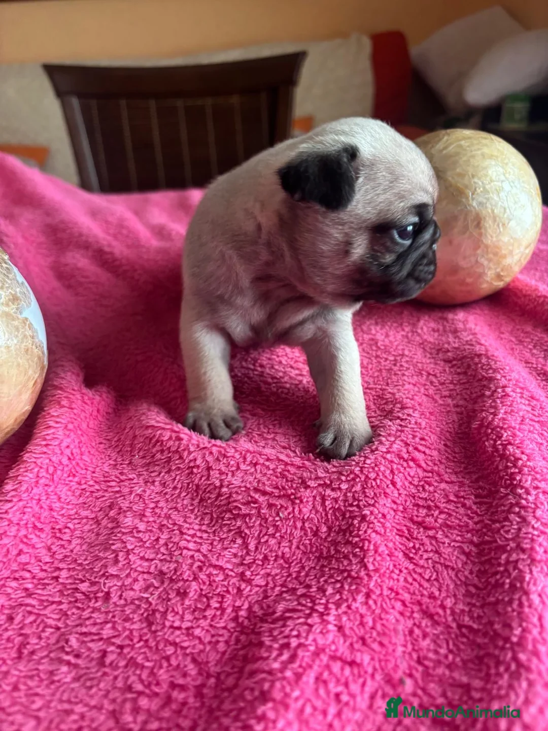 Carlino - Pug perros en venta: Cachorros de carlino  - Anuncio 2