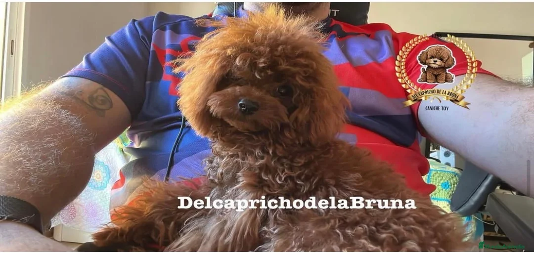 Imagen de galería {{count}}