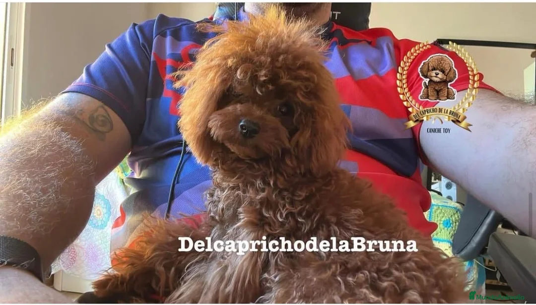 Imagen de galería {{count}}