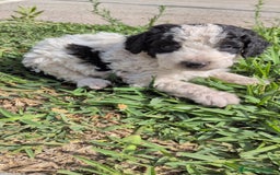 Perro de Agua Español perros en venta: Perro de agua  - Imagen 3