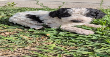 Perro de Agua Español perros - Anuncio 12