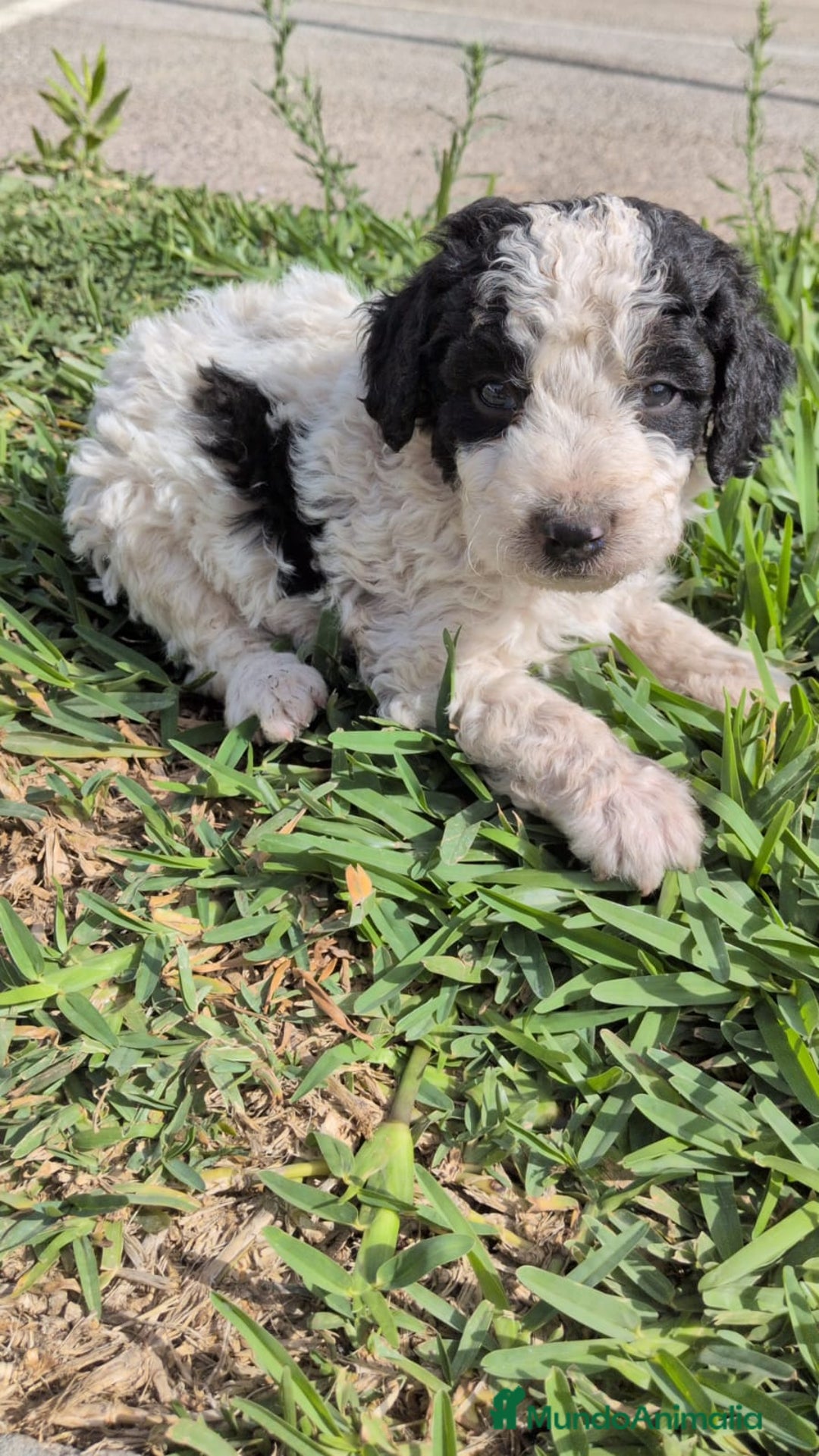 Perro de Agua Español perros en venta: Perro de agua  - Imagen 3