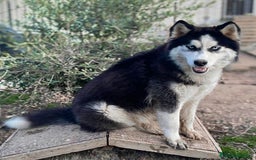 Husky Siberiano perros en venta: Último cachorro de Husky siberiano!! - Imagen 7
