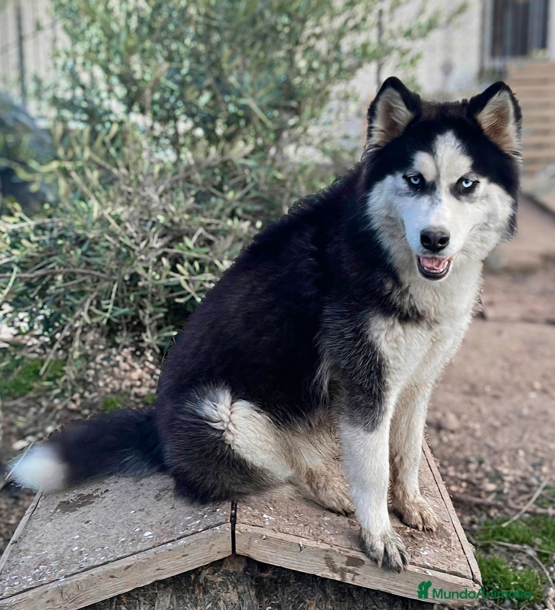 Husky Siberiano perros en venta: Último cachorro de Husky siberiano!! - Imagen 7