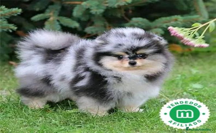 Pomerania perros - Anuncio 14