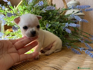 Chihuahua perros - Anuncio 4