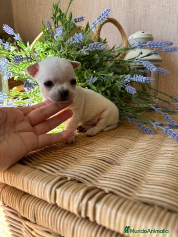 Chihuahua perros - Anuncio 2