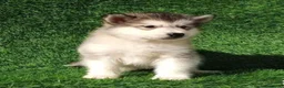 Alaskan Malamute perros en venta: Alaskan Malamute - Anuncio 3