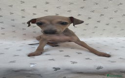 Pequeño Lebrel Italiano perros en venta: Pequeño lebrel Italiano Piccolo  - Imagen 7
