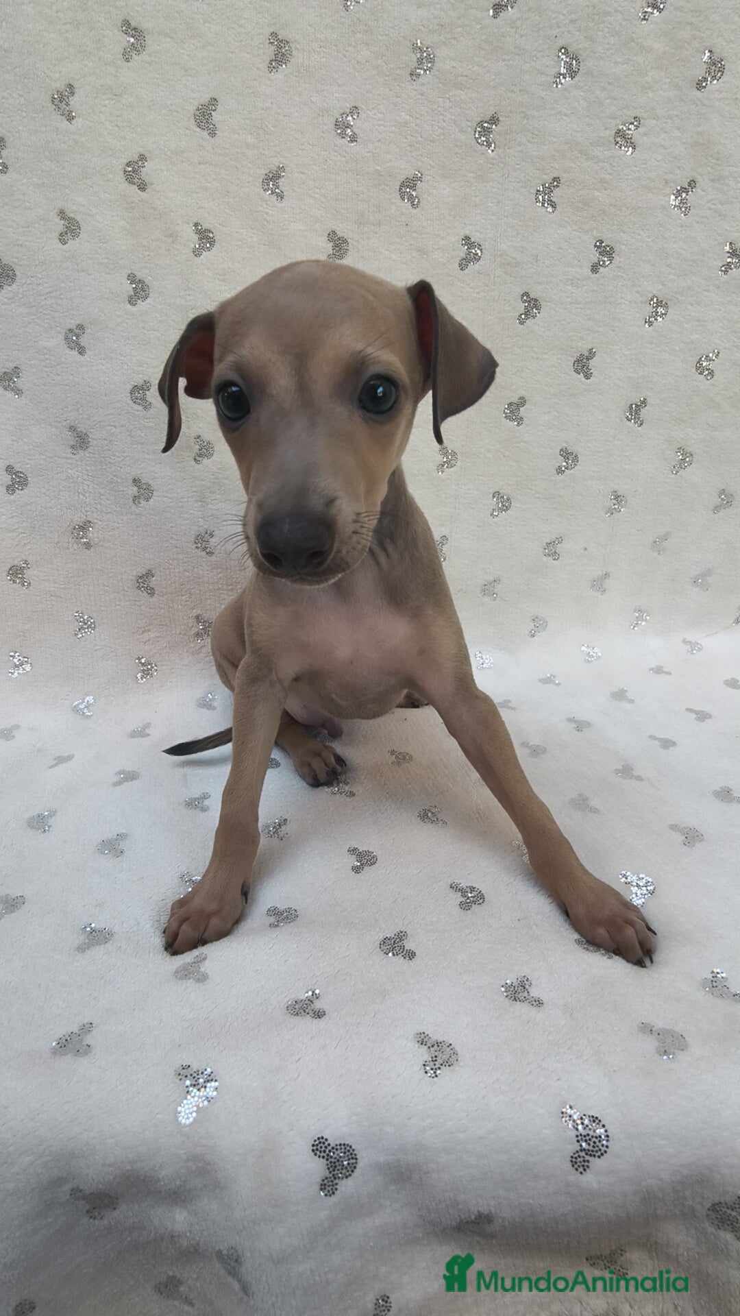 Pequeño Lebrel Italiano perros en venta: Pequeño lebrel Italiano Piccolo  - Imagen 7