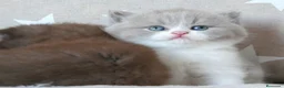 Británico de Pelo Corto gatos en venta: 🐱GATITOS BRITISH DISPONIBLES – ÚLTIMAS RESERVAS🐱 - Anuncio 5