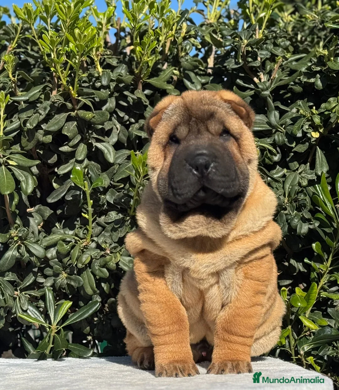 Shar Pei perros en venta: CACHORROS SHAR PEI en Málaga - Anuncio 10