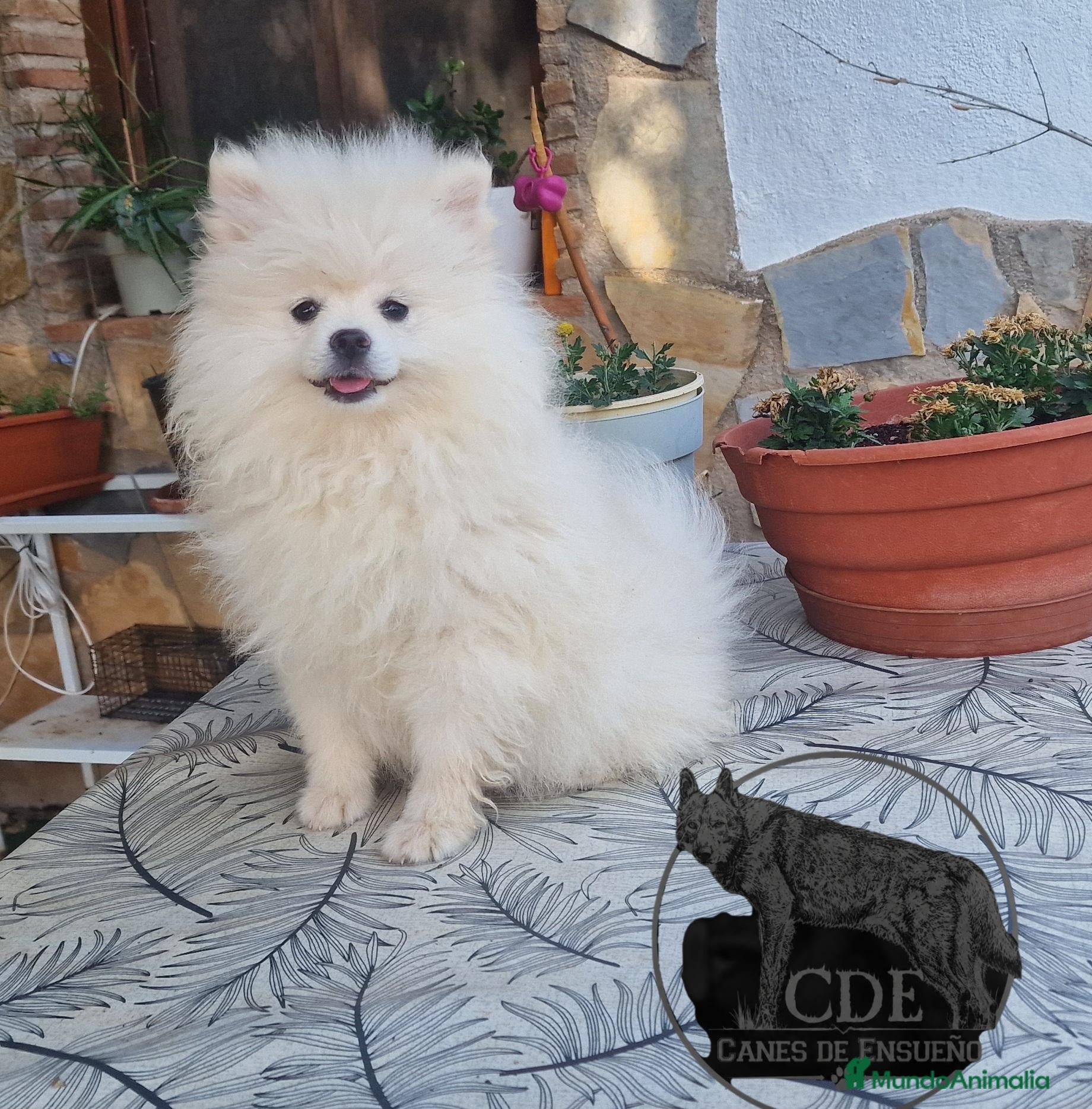 Pomerania perros Pomeranias hembras - Anuncio 2