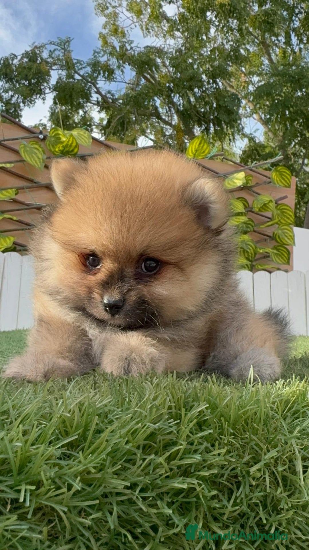 Pomerania perros en venta: POMERANIA - Imagen 9