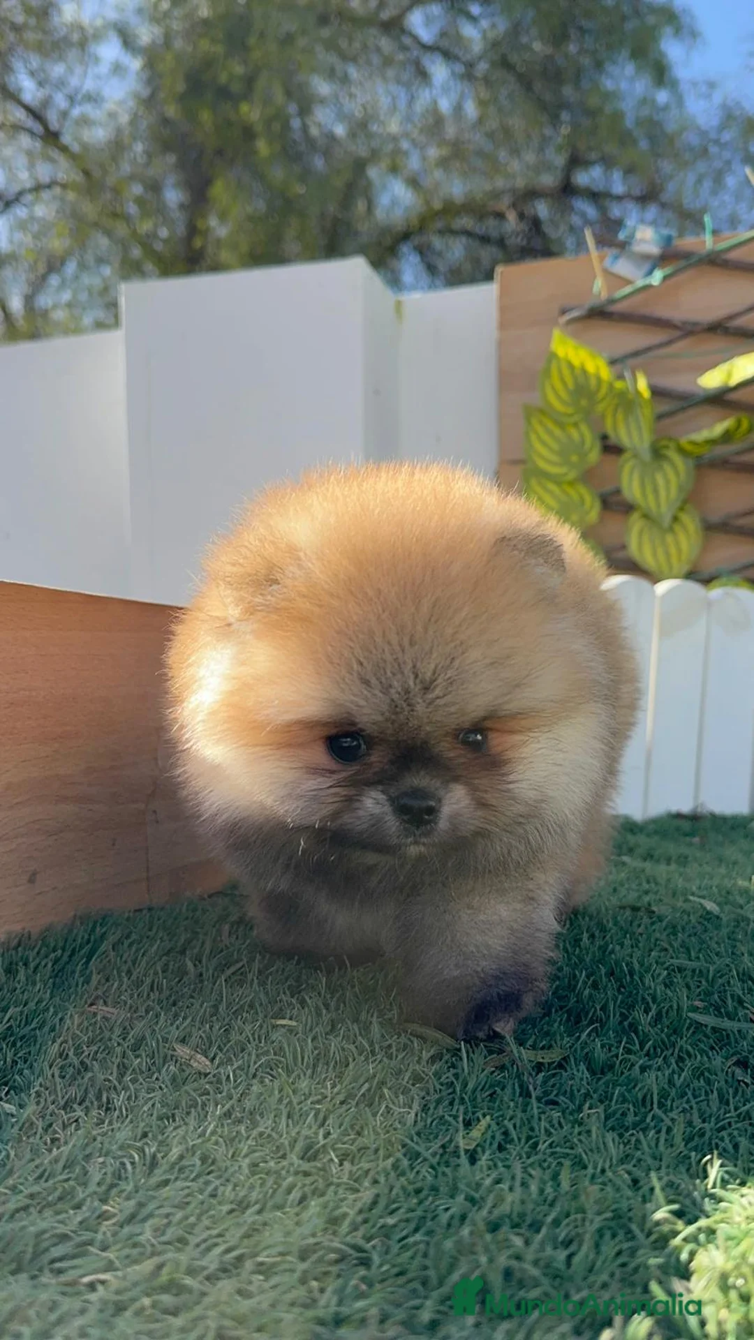 Pomerania perros en venta: POMERANIA - Anuncio 12