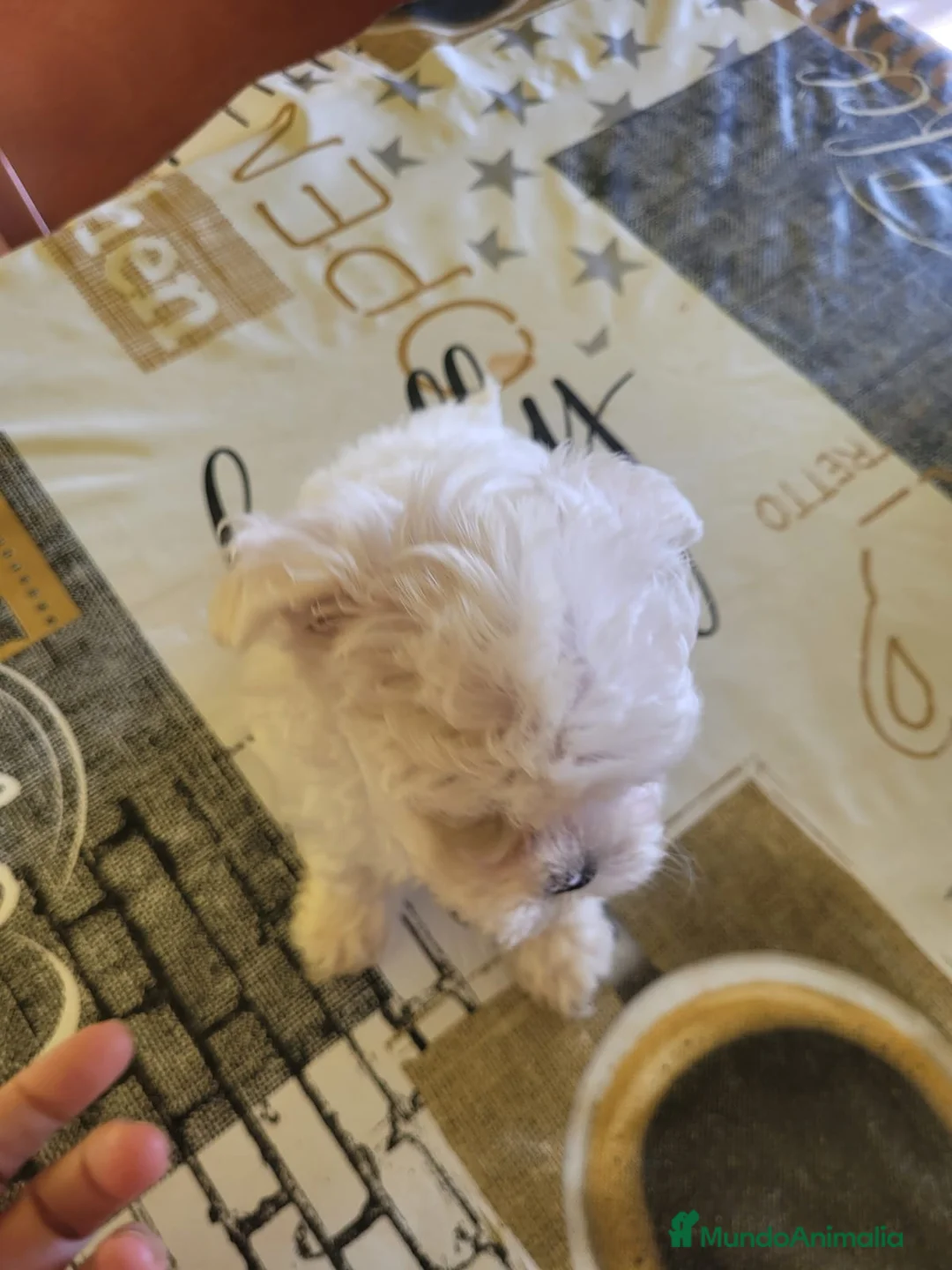 Bichón Maltés perros en venta: Bichón maltes toy - Anuncio 5