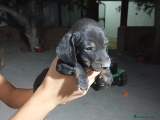 Teckel perros - Anuncio 9