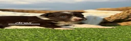Border Collie perros en venta: BORDER COLLIE CHOCOLATE - Anuncio 5