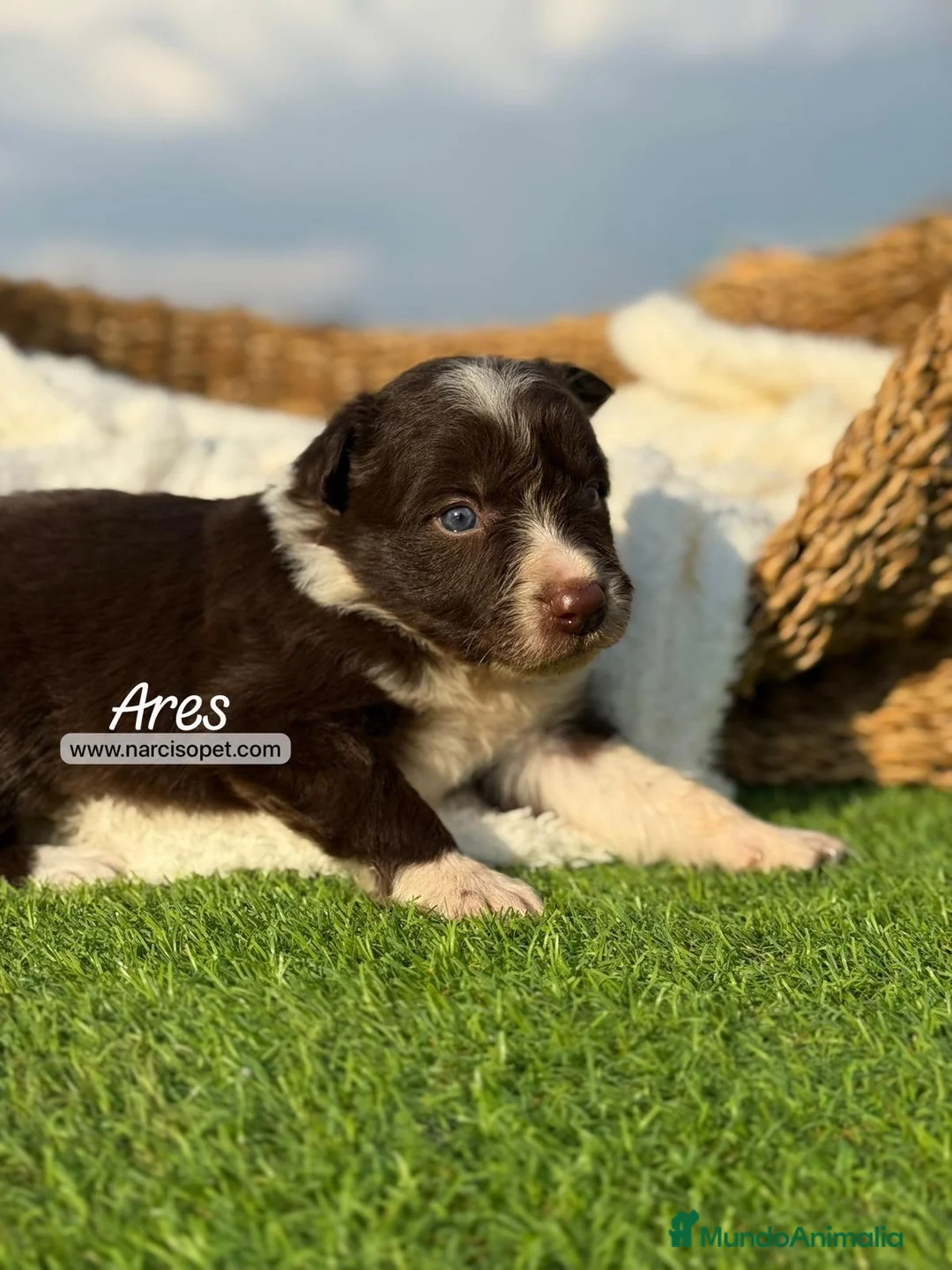 Border Collie perros en venta: BORDER COLLIE CHOCOLATE - Anuncio 5