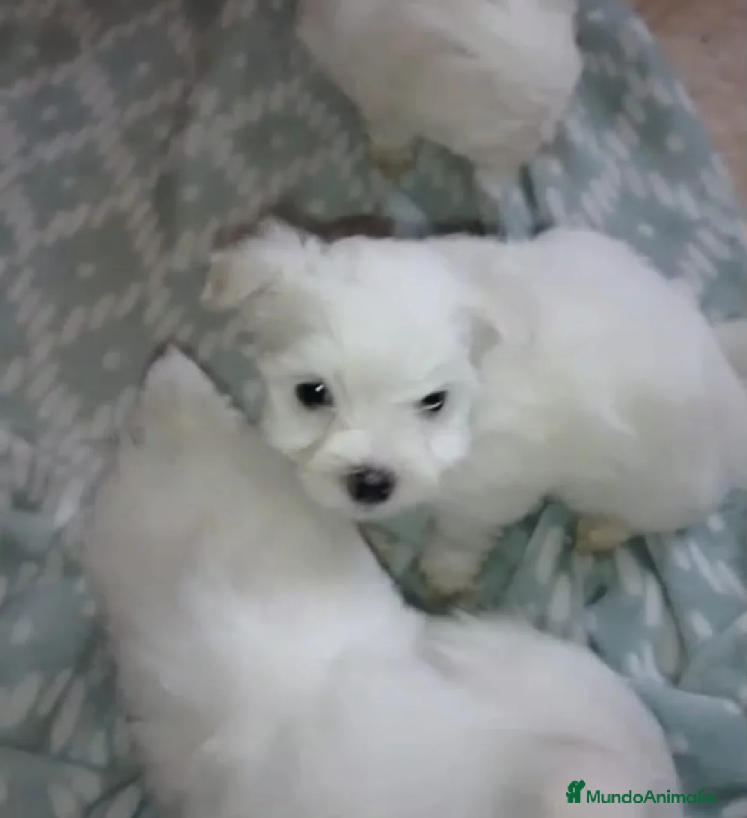 Bichón Maltés perros en venta: Bichon maltes - Anuncio 2