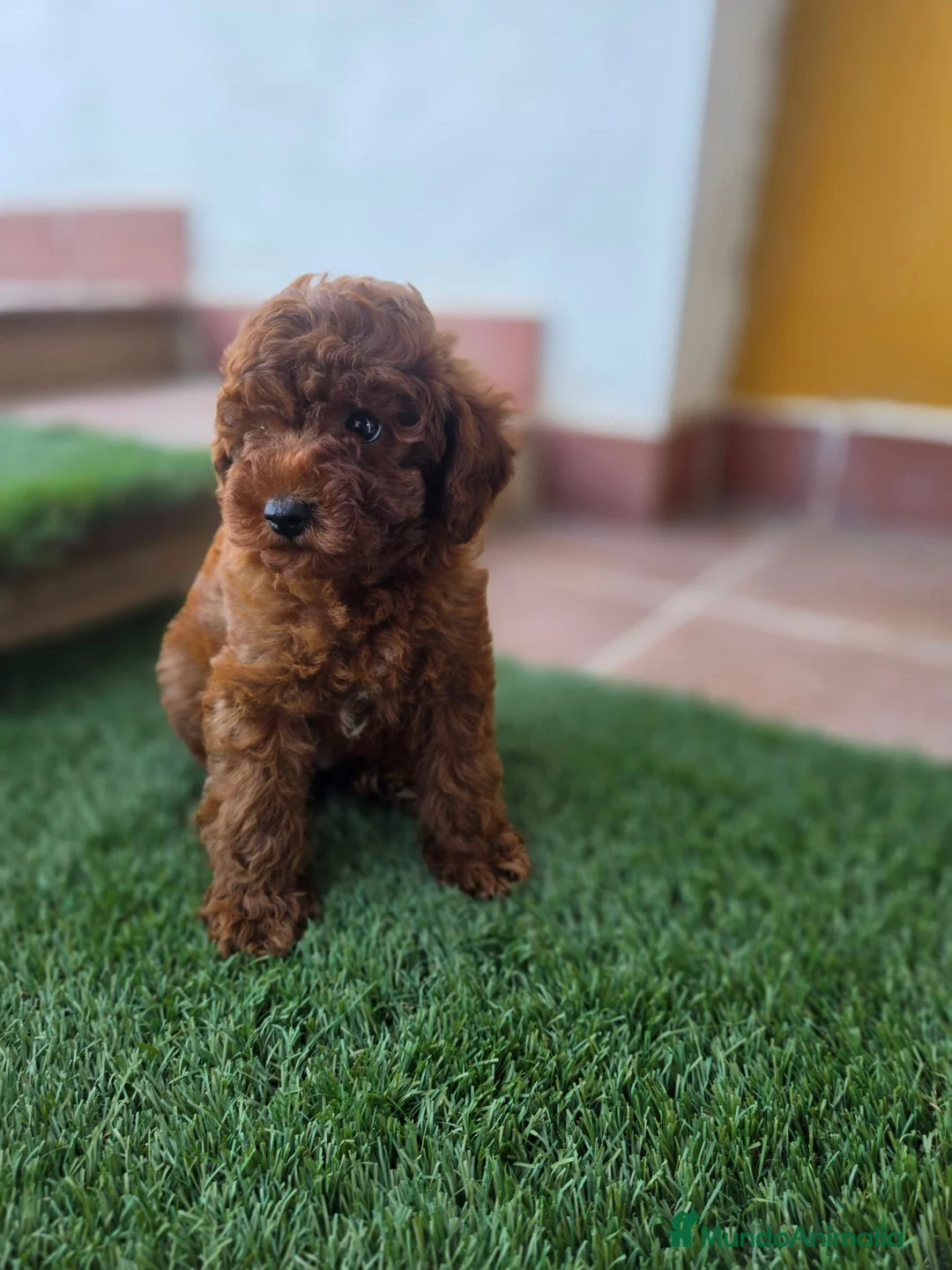 Caniche Toy perros en venta: CANICHE TOY - Anuncio 1