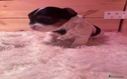 Biewer Yorkshire Terrier a la Pom Pon perros en venta: Biewer - Imagen 5