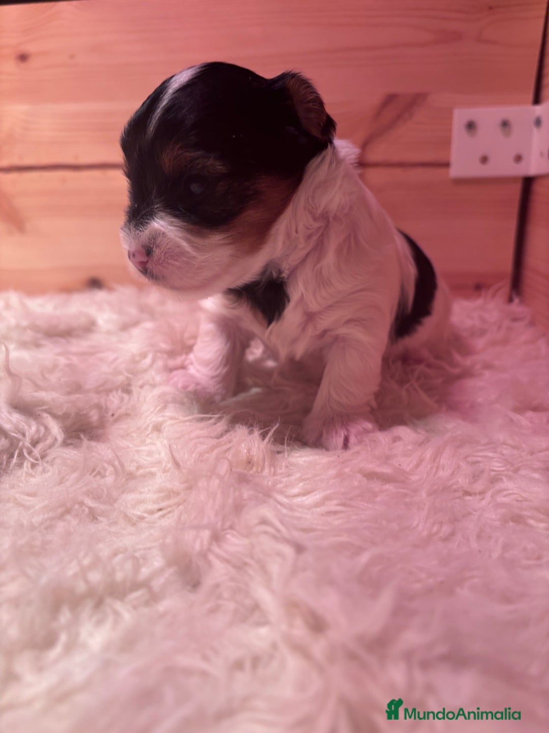 Biewer Yorkshire Terrier a la Pom Pon perros en venta: Biewer - Imagen 5