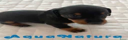 Teckel perros en venta: Teckel Macho de Tria y Tilo - AQUANATURA en Barcelona - Anuncio 5