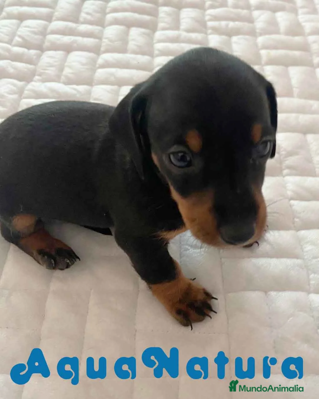 Teckel perros en venta: Teckel Macho de Tria y Tilo - AQUANATURA en Barcelona - Anuncio 5