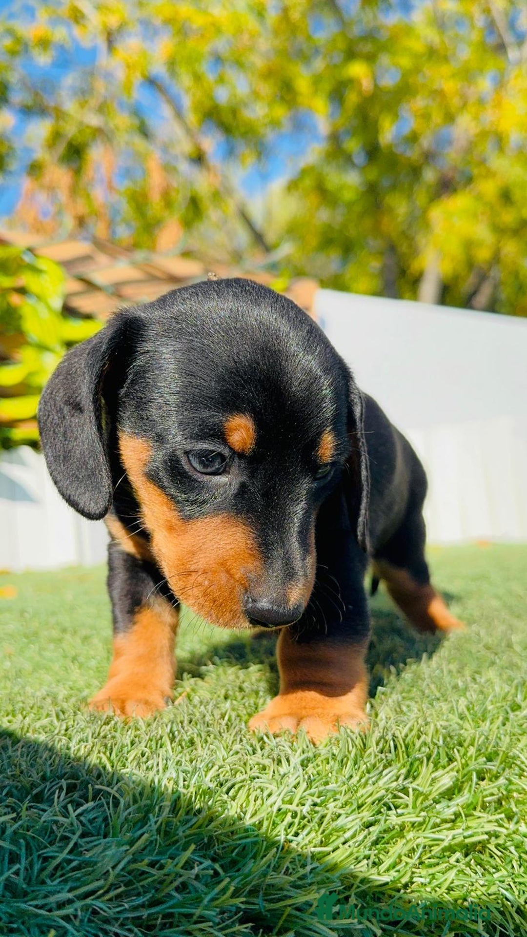 Teckel Miniatura perros en venta: TECKEL MINIATURA - Anuncio 4