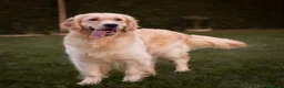 Golden Retriever perros en venta: Camada Golden Retriever  - Anuncio 3