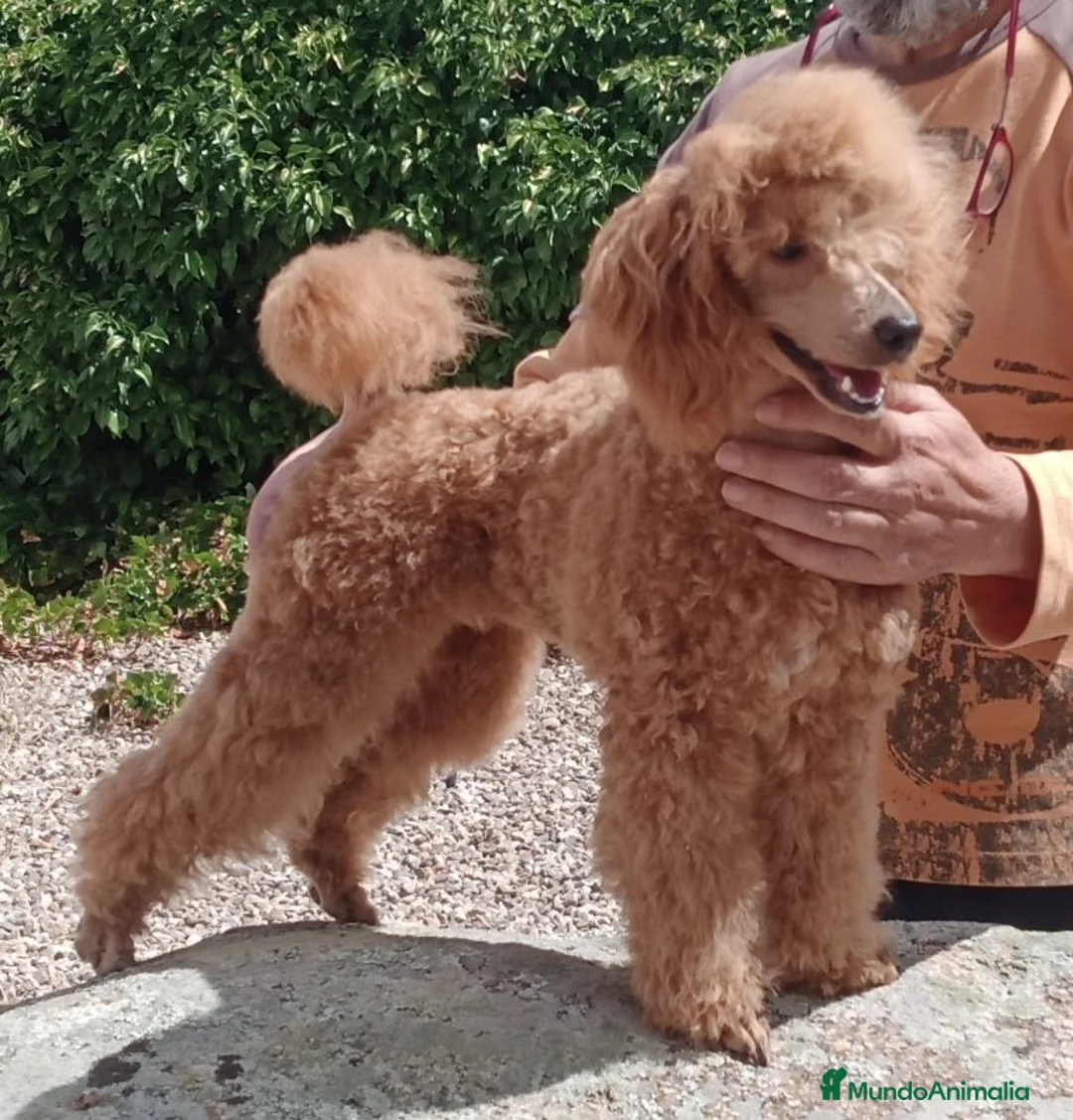 Imagen de galería {{count}}