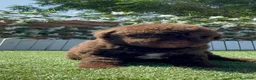 Perro de Agua Español perros en venta: PERRO DE AGUA ESPAÑOL - Anuncio 1