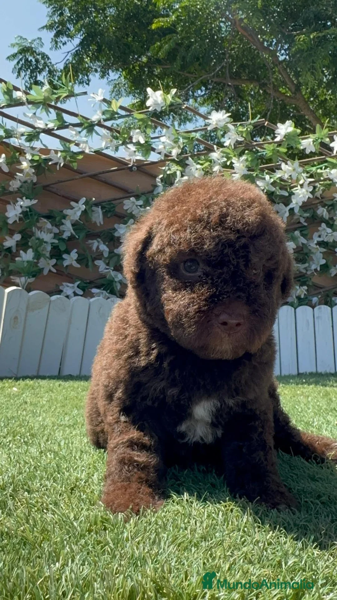Perro de Agua Español perros en venta: PERRO DE AGUA ESPAÑOL - Anuncio 1