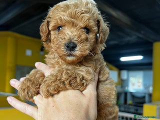 Caniche Toy perros - Anuncio 28