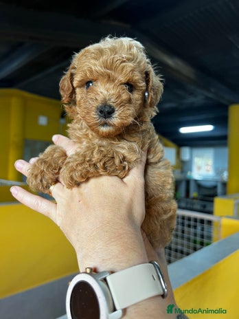 Caniche Toy perros - Anuncio 8