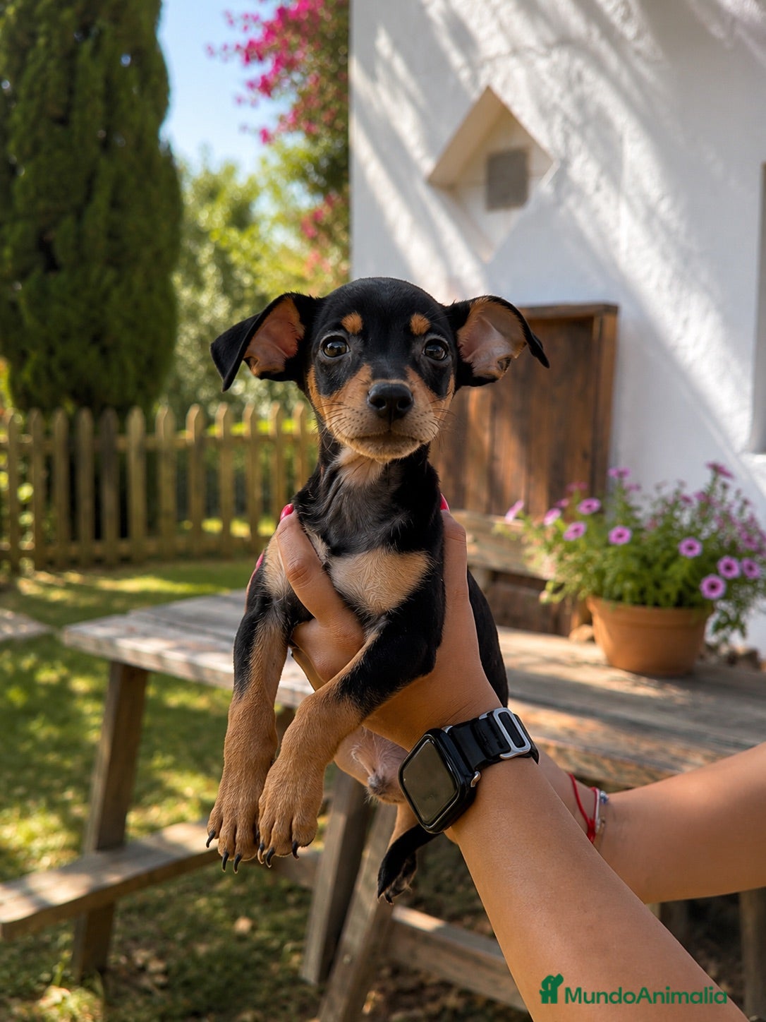 Pinscher Miniatura perros Preciosos pinscher mini negro fuego y rojo♥️🖤 - Anuncio 1
