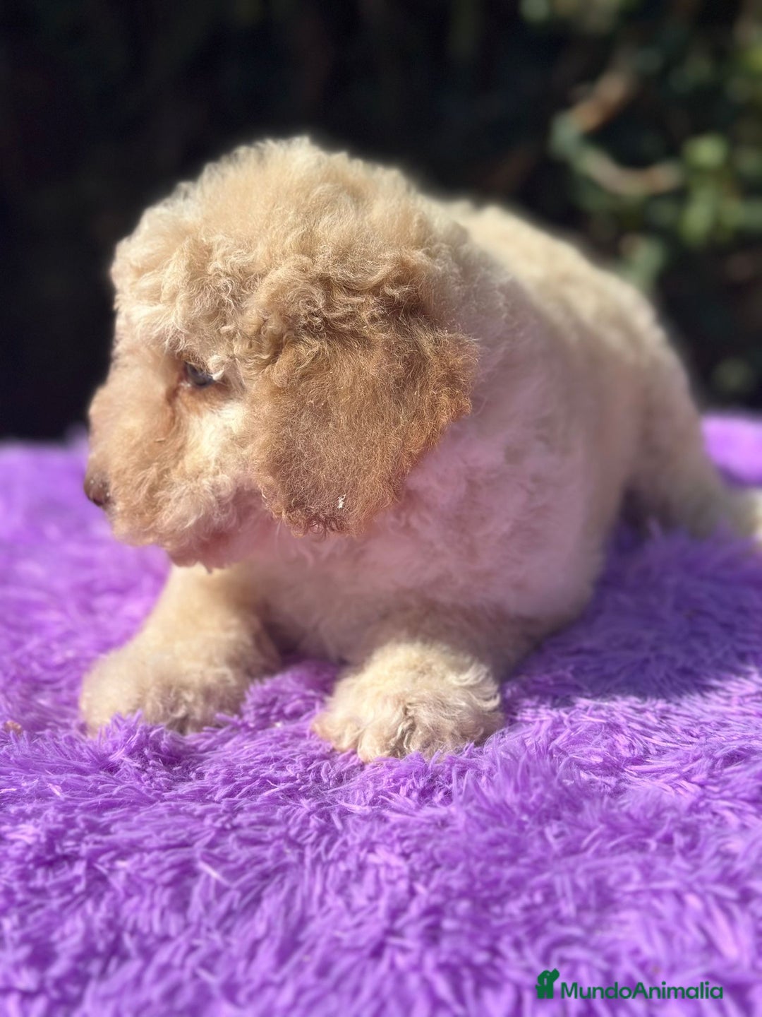 Perro de Agua Español perros en venta: Perro de agua español - Imagen 5