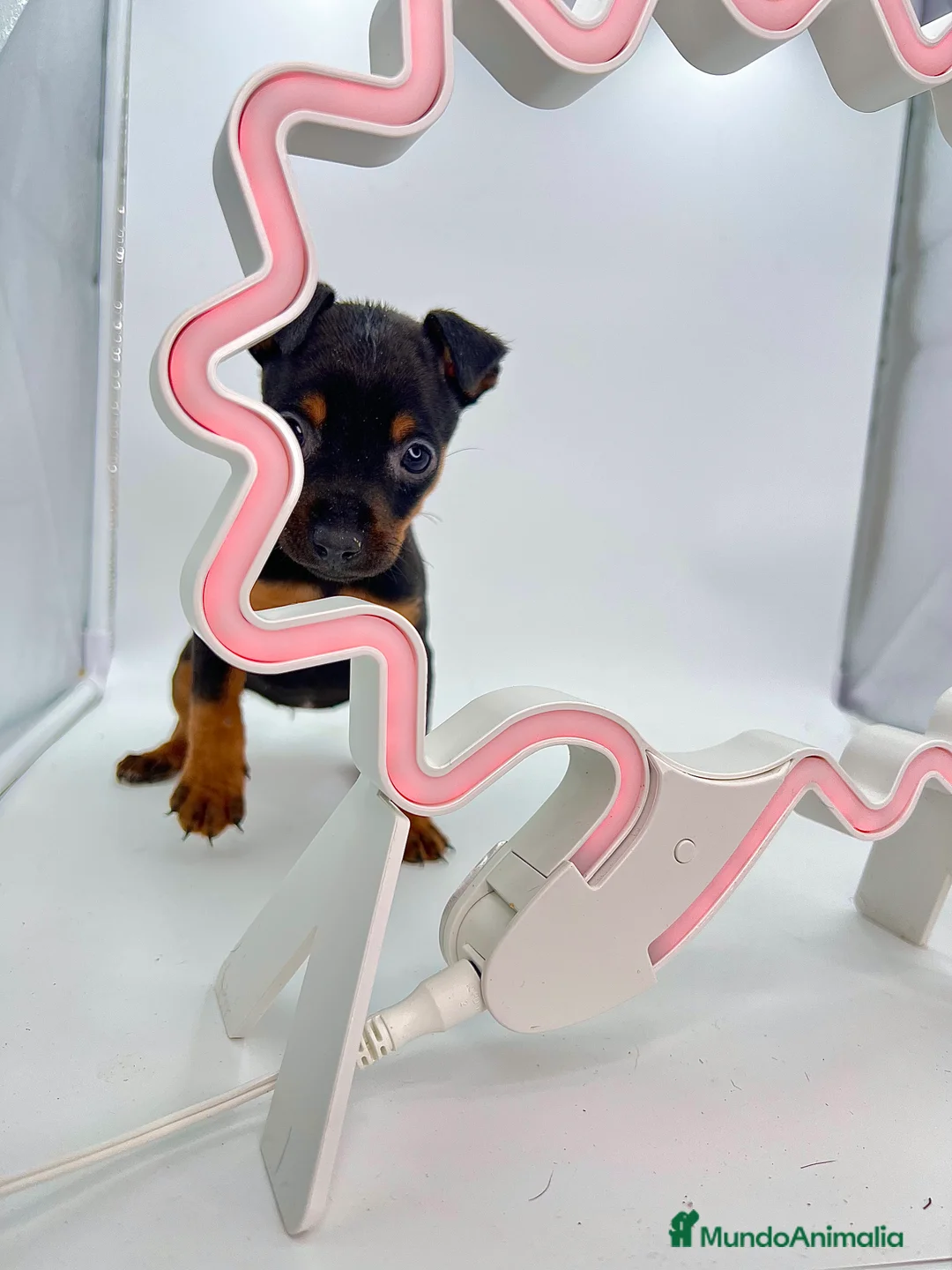 Pinscher Miniatura perros en venta: Pinscher miniatura ( TOY) en Ciudad Real - Anuncio 3