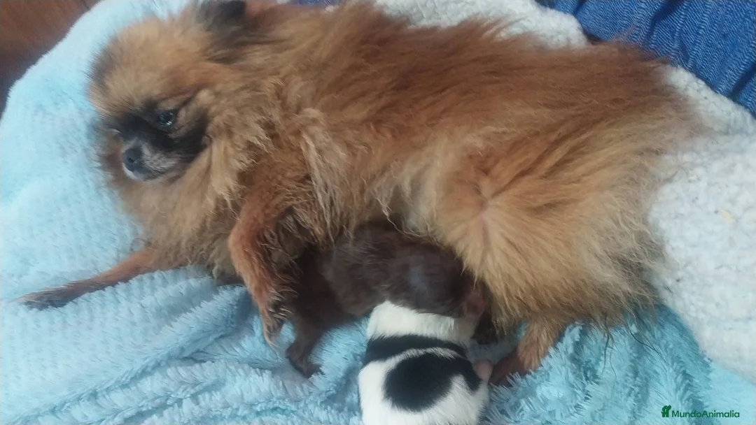 Pomerania perros en venta: Pomerania (pomchi) - Anuncio 9