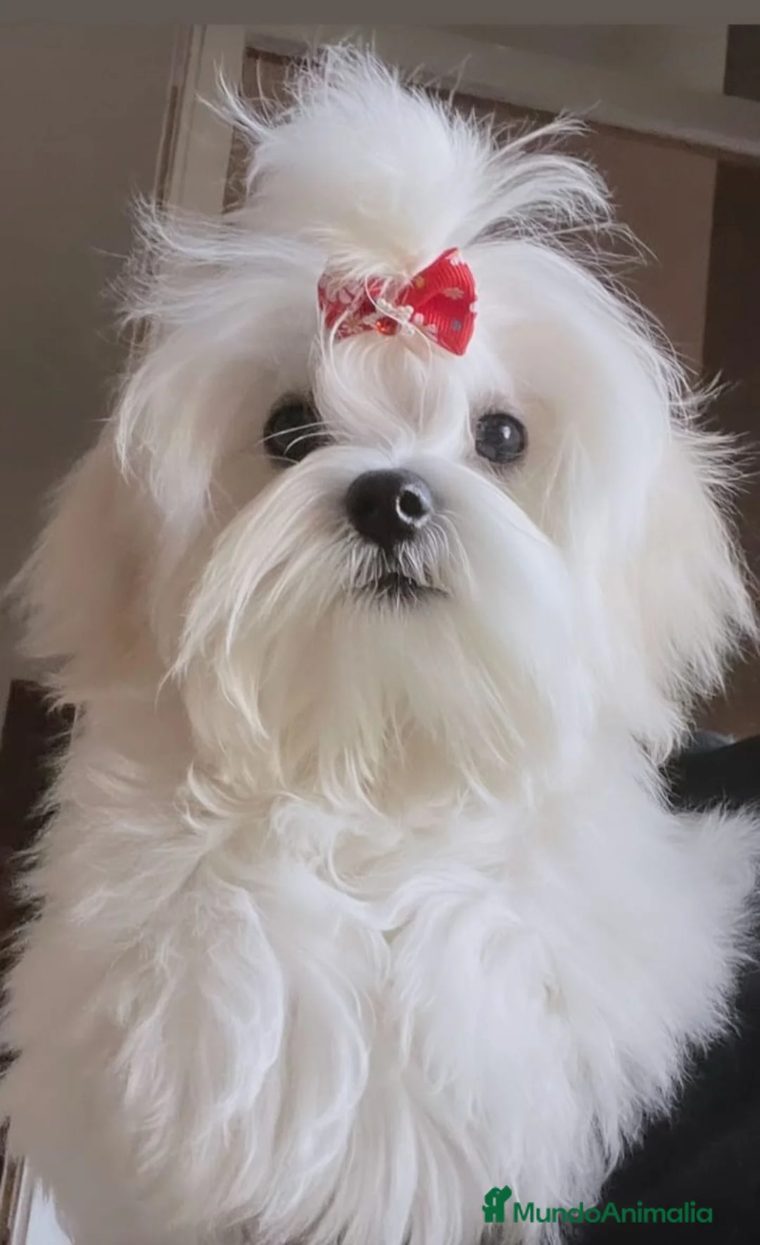 Bichón Maltés perros en venta: CAMADA DE BICHÓN MALTES COREANO TOY - Anuncio 2