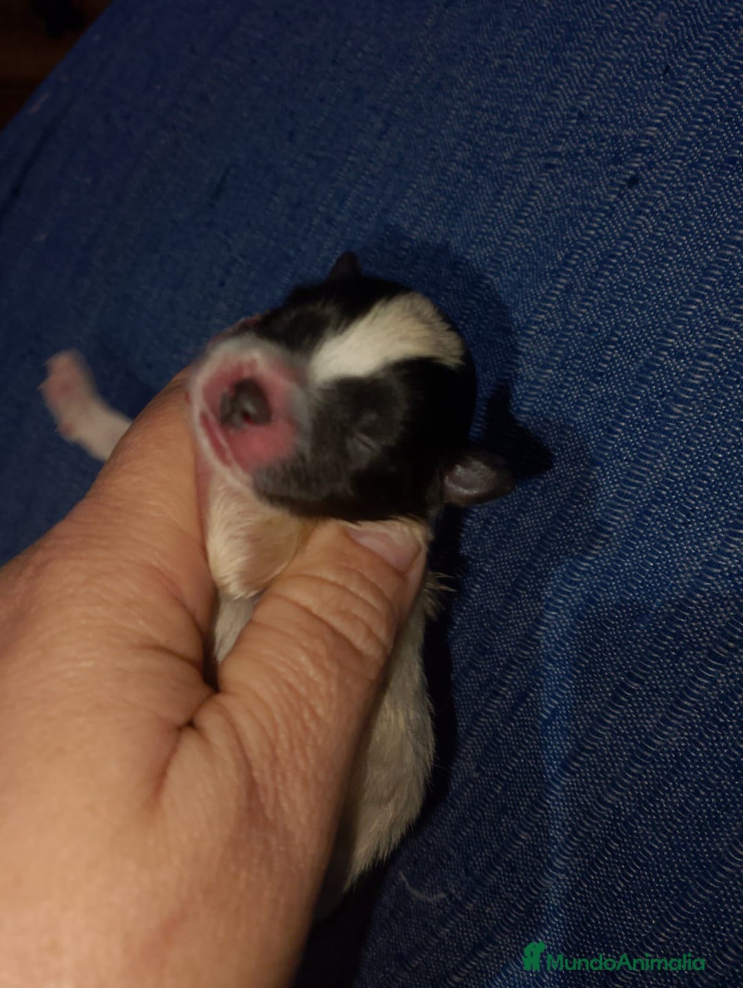 Pomchi perros en venta: Preciosa camada de pomerania  - Imagen 2