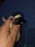 Pomchi perros Preciosa camada de pomerania - Anuncio 1