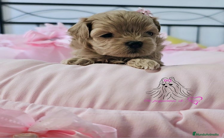 Maltipoo perros - Anuncio 3