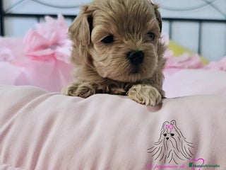 Maltipoo perros - Anuncio 3