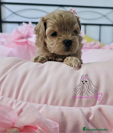 Maltipoo perros - Anuncio 3